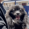 Foto del perrito pomerania negro.