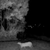 Puma captado por cámara de monitoreo nocturno mientras camina sobre una superficie despejada junto a árboles y vegetación alta.