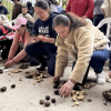 Personas participantes en una actividad comunitaria se agachan sobre una superficie de concreto mientras organizan y clasifican semillas y cáscaras dispuestas en grupos. Alrededor, otras personas observan la actividad desde sillas plásticas y zonas cubiertas al aire libre.