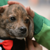 Primer plano de un cachorro de pelaje café con manchas oscuras, vestido con una pechera negra y un moño rojo. Una persona con chaqueta verde sostiene suavemente la cabeza del animal con ambas manos.