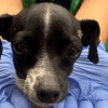 Perro de tamaño pequeño de pelaje negro y blanco, sostenido con una mano enguantada de color azul durante una revisión.