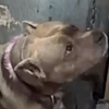 Canina de pelaje corto color gris y collar rosado en la localidad de Los Mártires de Bogotá, observando hacia arriba junto a una superficie vertical de color azul grisáceo. Se aprecia un primer plano de la cabeza y parte del cuello del animal.