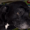 Primer plano de una canina de pelaje negro con una mancha blanca en el pecho. El animal mira hacia un lado mientras permanece en un espacio interior con fondo desenfocado.