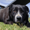 Perro de pelaje negro y blanco acostado sobre el césped, mirando hacia la cámara.