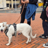 Foto de perrita Blanquita, cuidada por Alexis, Gestor del Orden.