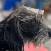 Foto de un perro negro 