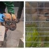 Foto de perros aprehendidos en el aeropuerto El Dorado de Bogotá