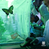 Foto que muestra un niño y mariposas 