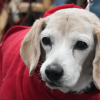 perro de pelaje claro con chaleco rojo permanece en primer plano mientras es sostenido con una correa. El fondo aparece desenfocado y muestra personas y estructuras de color azul en un entorno exterior.