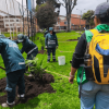 Personal del Jardín Botánico de Bogotá realiza labores de siembra y mantenimiento de un árbol en una zona verde de Engativá, con herramientas y equipos de jardinería.