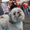 Foto de un perro raza shih tzu color blanco 