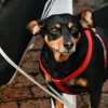 Foto de un perro negro con cafe y una correa roja.