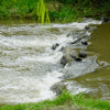 Flujo de agua descendiendo por una pequeña estructura de control hidráulico hacia un canal, rodeado de vegetación verde en una zona natural propensa a lluvias.