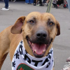 Perro de pelaje café y hocico oscuro, con pañuelo blanco estampado, sostenido con correa durante una jornada de adopción. El animal ocupa el primer plano de la imagen mientras, al fondo, se observan asistentes y mascotas en un espacio al aire libre.