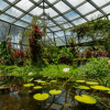 Interior de un invernadero del Jardín Botánico con estanque de plantas acuáticas, vegetación diversa y estructura de vidrio que permite la entrada de luz natural.