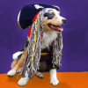 Perro disfrazado de pirata con sombrero negro de calavera y largas rastas decorativas, sentado sobre un suelo naranja frente a un fondo morado.