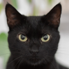 Foto de un gato de negro con ojos claros 