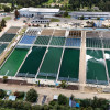 Planta tibitoc
