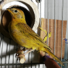 Canario Sicalis Flaveola, una de las aves rescatadas - Foto: Secretaría de Ambiente