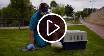 Imagen del pato hembra liberado en el Parque Timiza