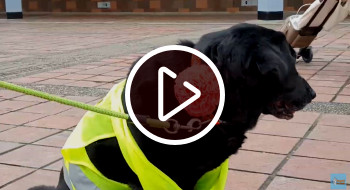 perros en el terminal de transporte