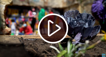 Huerta Urbana Huerta Urbana