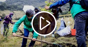 Así se reverdece Bogotá Así se reverdece Bogotá