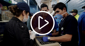 El Escuadrón Anticrueldad en inspecciones en plazas de mercado de Bogotá. Foto: IDPYBA El Escuadrón Anticrueldad en inspecciones en plazas de mercado de Bogotá. Foto: IDPYBA