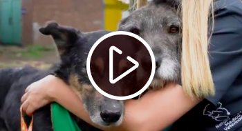 Si te quieres adoptar a un animal de compañía acércate al IDPYBA de lunes a domingo en la Carrera 106A # 67-02 de 9 a.m. a 3 p.m. Foto: IDPYBA Si te quieres adoptar a un animal de compañía acércate al IDPYBA de lunes a domingo en la Carrera 106A # 67-02 de 9 a.m. a 3 p.m. Foto: IDPYBA