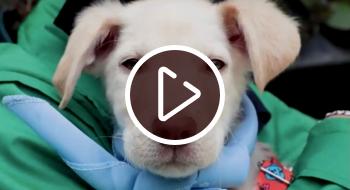 adopción_animales_bogota