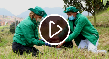 Imagen de plantación de árboles