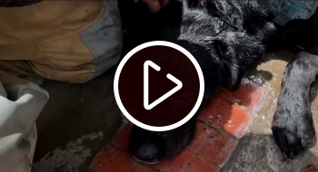 Rescate de un perro que quedó atrapado en la reja de una vivienda