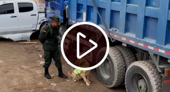 Así fue como el perro Black halló una tonelada de droga en Fontibón Así fue como el perro Black halló una tonelada de droga en Fontibón