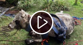 En video el rescate de una vaca en Chapinero que hicieron Bomberos de Bogotá Bomberos de Bogotá salvaron la vida de una vaca que cayó en una zanja