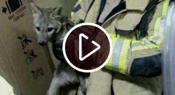¡Video! Bomberos rescataron a un zorro que estaba en casa en Bogotá