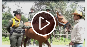 Policía rescata caballo