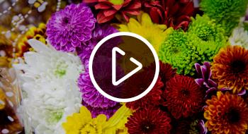 Conoce las flores de las Plazas Distritales para regalar en Amor y Amistad