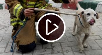 Con un sistema de cuerdas los uniformados lograron poner a salvo al canino que f