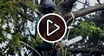 Distrito interviene 124 árboles en la vía La Calera Entidades distritales intervienen 124 árboles en vía La Calera