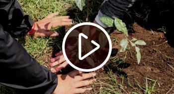 Siembra de árboles en Bogotá Distrito ha sembrado más de 330.000 árboles por todo Bogotá 🌳