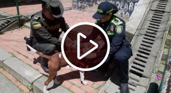 Policía rescató a un Pitbull que era maltratado en la localidad de Usme.