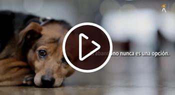 Video: recomendaciones para cuidar a tu perro en estas vacaciones