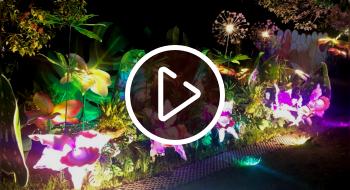 Video: Quedan pocos días para que asistas al show de luces Polinizando