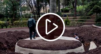 Palma de cera de La Independencia fue reubicada por Bolívar Ecuestre 