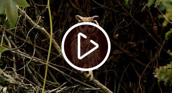 Liberación de 19 animales silvestres en humedales Torca y Gaymaral