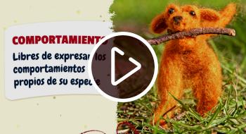 Cómo denunciar un caso de maltrato animal en Bogotá: teléfonos y más