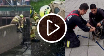 🎥Así rescató Bomberos a un perro de un canal de aguas negras en Bogotá 🐶